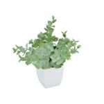 Roślina w doniczce 19 cm