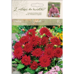 Dalia ogrodowa Velvet rabatowa Legutko