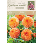 Dalia ogrodowa Klio pomponowa Legutko