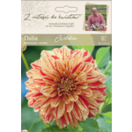 Dalia ogrodowa Arlekin wysoka Legutko