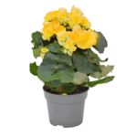 Begonia Elatior żółta don. 13 cm