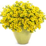 Supertunia Vista mini wys. 25 cm don. 12 cm mix