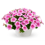 Petunia Sanguna Mega Pink Vein wys. 25 cm don. 12 cm