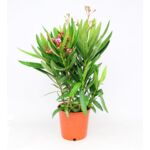 Oleander pospolity mix don. 20 cm