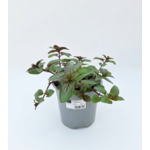 Mięta pieprzowa Glaciale don. 14 cm wys. 30 cm