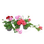 Pelargonia zwisająca mix don. 12 cm