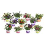 Rośliny rabatowe mix don. 12 cm