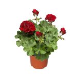 Pelargonia Calliope mix don. 13 cm