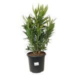 Oleander pospolity mix trójkolorowy don. 24 cm