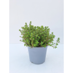 Tymianek cytrynowy mix don. 14 cm wys. 25 cm