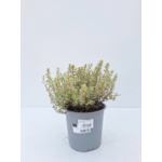 Tymianek cytrynowy Silver Queen don. 14 cm wys. 25 cm