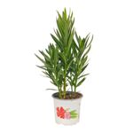 Oleander pospolity mix trójkolorowy don. 15 cm
