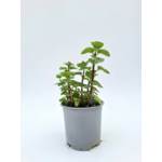 Mięta okrągłolistna Rotundifolia don. 14 cm