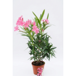 Oleander pospolity mix don.25 cm