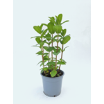 Mięta zielona marokańska don. 14 cm