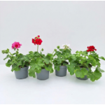 Pelargonia rabatowa mix don. 12 cm