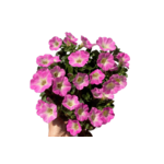 Petunia Prettytoonia don. 12 cm