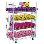 Petunia wisząca Dekko mix kolorów PREMIUM don. 12 cm