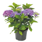 Hortensja ogrodowa don. 17 cm wys. 20 - 30 cm