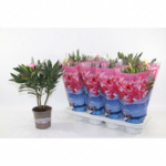 Oleander wys. 40 cm don. 13 cm