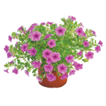 Kalibarocha mix don. 12 cm