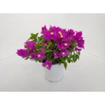 Bougainvillea wys. 20 cm don. 14 cm