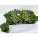 Hebe wys. 10 cm don. 9 cm