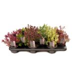 Hebe wys. 15 cm don. 11 cm