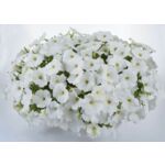 Petunia Iceberg wys. 25 cm don. 12 cm