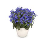 Lobelia wys. 25 cm don. 10,5 cm