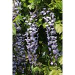 Wisteria w odmianach wys. 50-70 cm don. 3Ll