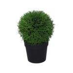 Roślina w doniczce 17 cm