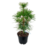 Sośnica japońska wys. 20 cm don. 17 cm