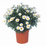 Margaretka wys. 50 cm don. 14 cm