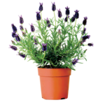 Lawenda francuska wys. 20 cm don. 9 cm