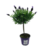 Lawenda francuska na pniu wys. 40 cm don. 14 cm