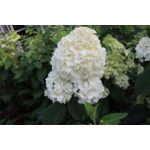 Hortensja bukietowa Magical Mont Blanc wys. 40-50 cm don. 3 l
