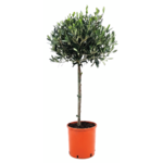 Drzewko oliwne wys. 70 cm don. 20 cm