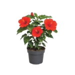 Hibiskus wys. 38 cm don. 13 cm mix kolorów