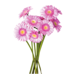 Gerbera bukiet 50 cm mix kolorów