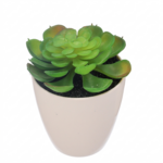 Sukulent w plastikowej doniczce 15 cm zielony