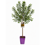 Ozdobna jabłoń kwiecista C6 wys. 120 cm