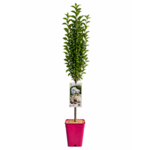 Kwitnąca wiśnia japońska C6 wys. 140 cm