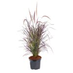Rozplenica japońska rubrum don. 17 cm wys. 55 cm