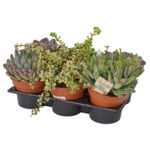 Sukulent don. 14 cm mix