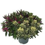 Hebe addenda donna trio wys. 45 cm
