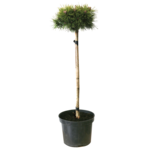 Iglaki szczepione w odmianach don. 19 cm