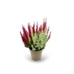 Wrzos dwukolorowy biało-różowy wys. 25 cm don. 11 cm