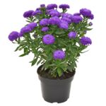 Aster mix don. 11 cm