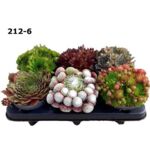 Rojnik mix don. 12 cm wys. 18 cm